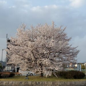 駅の桜がこんなにきれいだとは思ってませんでした